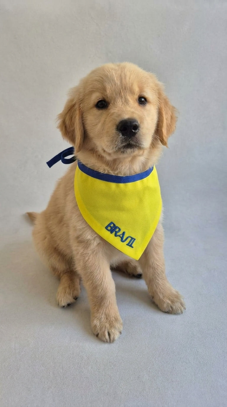 Bandana Pet Brasil Amarela com Detalhe Azul Bordada Modelo Azul Esportivo – Tamanhos P, M e G | Doca Express