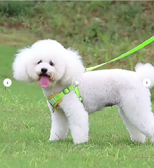 Conjunto Peitoral Tipo Colete com Guia para Cães e Gatos – Confortável, Seguro e Ajustável para Pets Pequenos e Médios - Doca Pet Caminhada